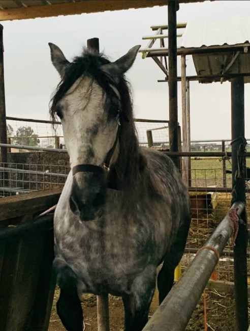 Obituario de Isidro Moreno-Gomez