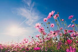  Obituario de Mildred Louise Burns