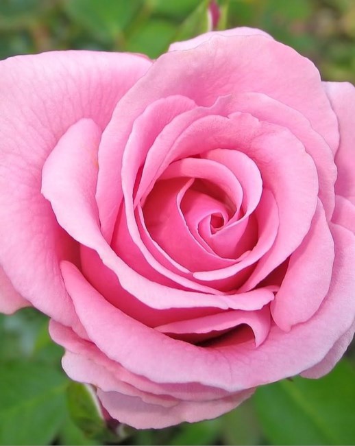 Obituary of Linda K. Beebe