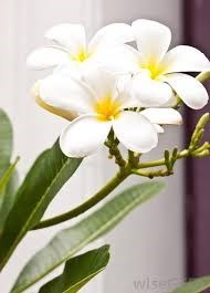 Obituary of Frances L. Hartman