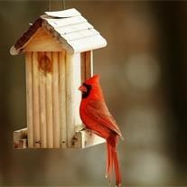 Obituary of Missy Weiler