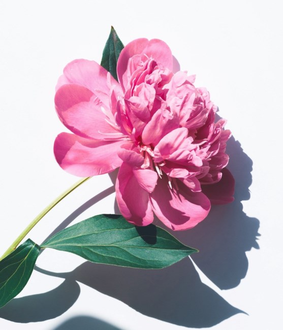 Obituary of Arlene Pearl Shelby