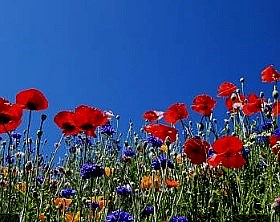 Obituary of Helen Louise Wilkins