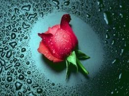 Obituary of Tracy Lynn Wine
