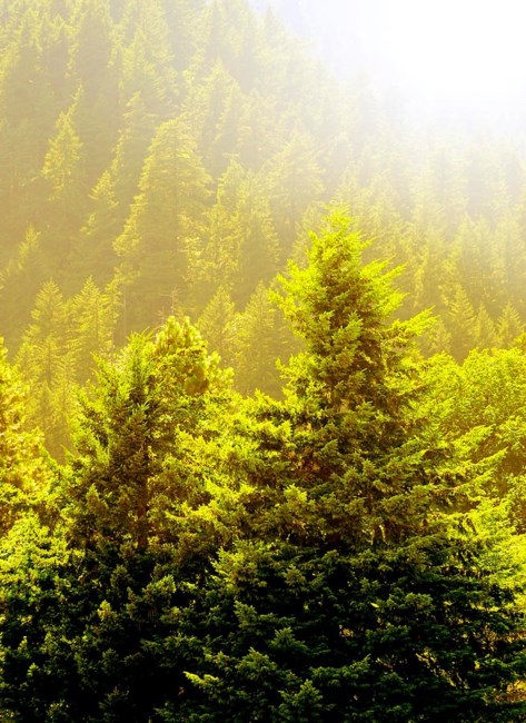 Obituary of Pauline Ruth Hansen