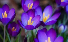 Obituary of Lillian Wiener