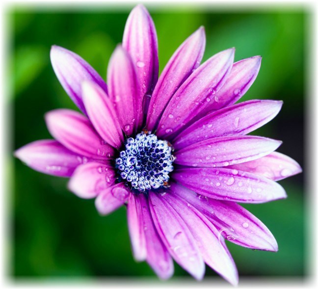 Obituary of Irma W. Herman