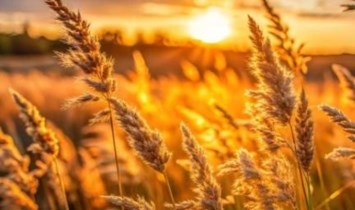 Obituary of Perry B Miller