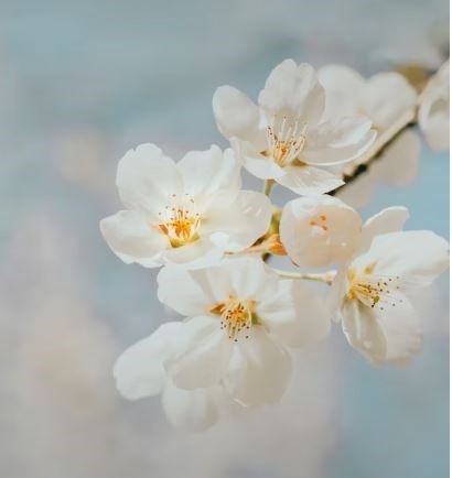 Obituary of Janet Charlene Porter