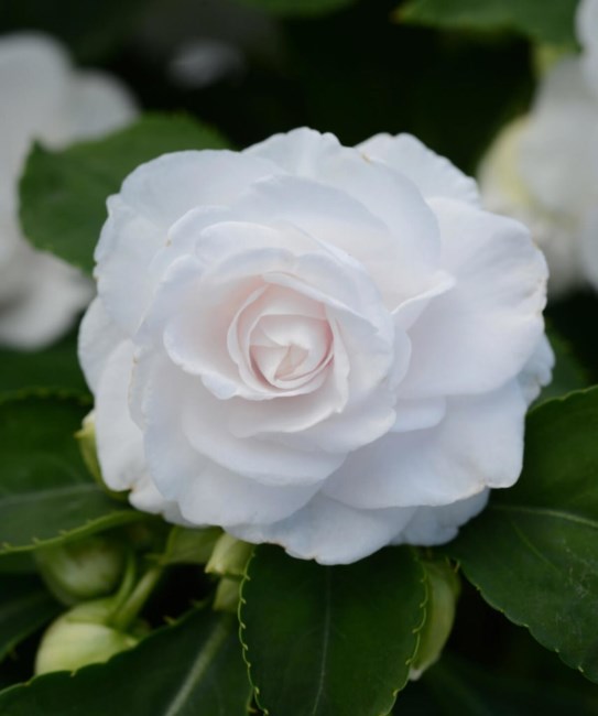 Obituary of Marjorie Behrman Kitterman