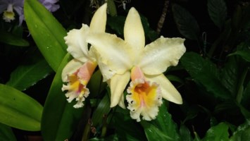 Obituary of Thelma Nakanealoha Parish