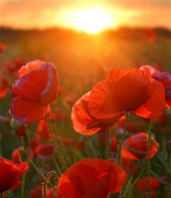 Obituary of Esperanza A Asuncion