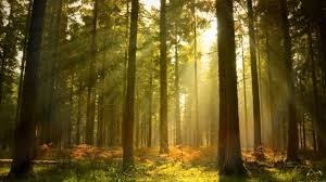 Obituary of Joseph Daniel Enright