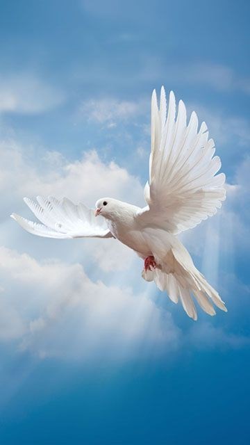 Avis de décès de Jose Antonio Sierra Guadalupe