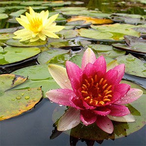 Obituary of Joyce Kinney Johnson