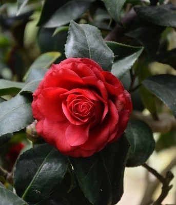 Obituary of Verna Lee Pascoe