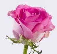 Obituary of Ayla Rose Shi-Mei Kwok