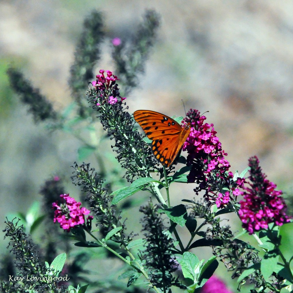 Obituary of Christine Roberts Shaffer