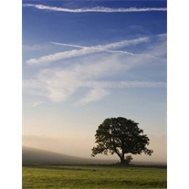 Obituary of Arden "Lee" Greenwald