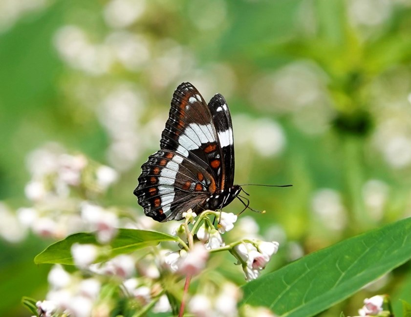 Obituary of Desiree Maeve Adams