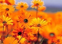 Obituary of Amalia Galustovna Tsakanyan Aghasyan