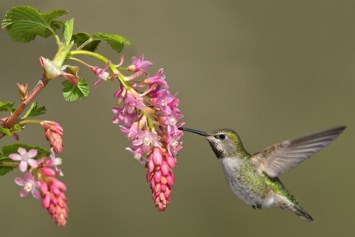 Obituary of Hazel Lorene Bell