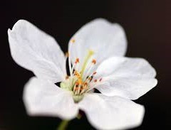 Obituary of Hope R. Hirschman