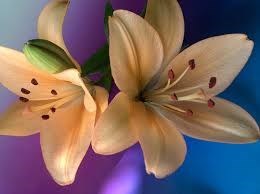 Obituary of Catherine A. Fenstermacher