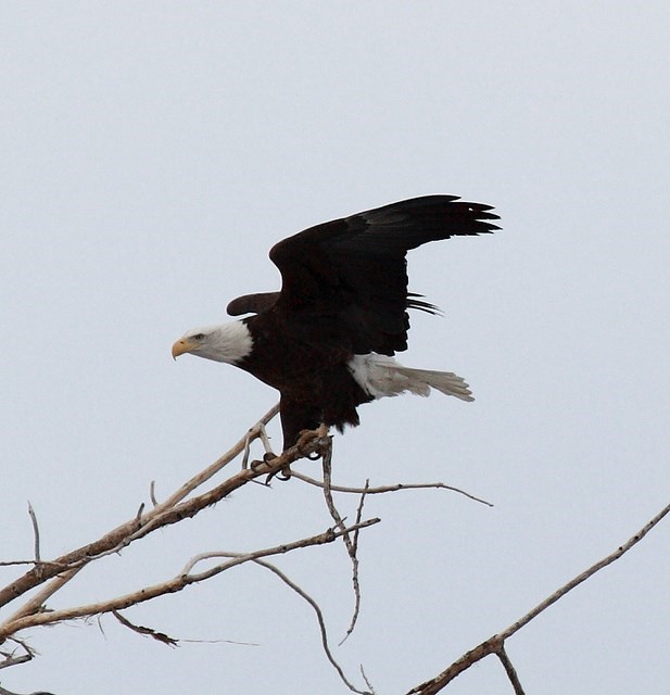 Obituary of Angelo Charles Macchi