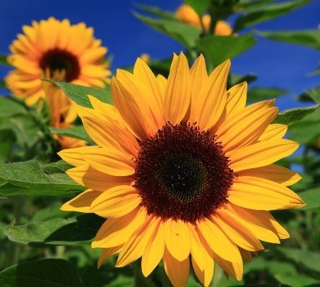 Obituary of Jacqueline Anne Marie Tekesh