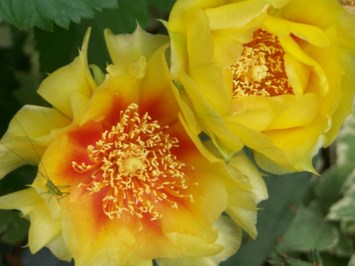 Obituario de Imagene Dolan