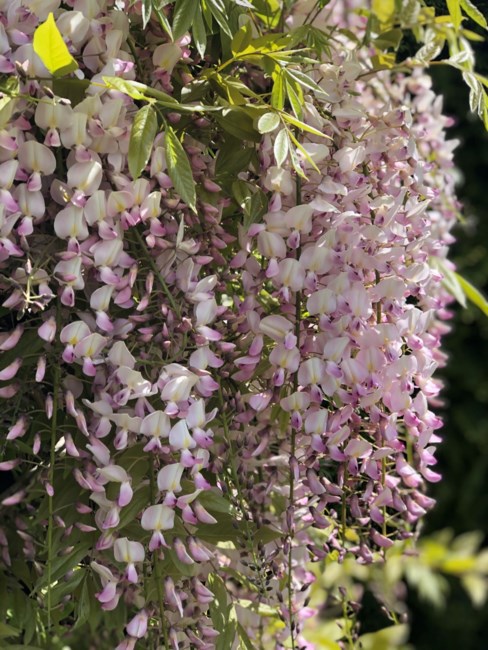 Obituary of William Davis Heaton