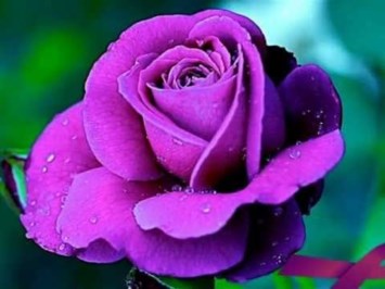 Obituary of Florentina Morales Maldonado