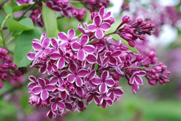 Obituary of Charlene Denise Rice