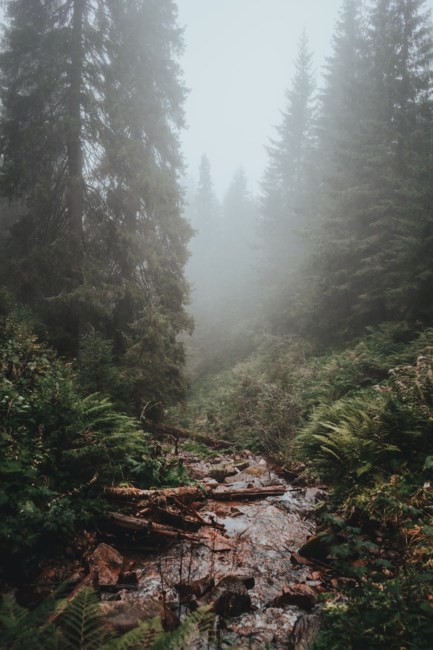 Obituario de Thomas Wolfe