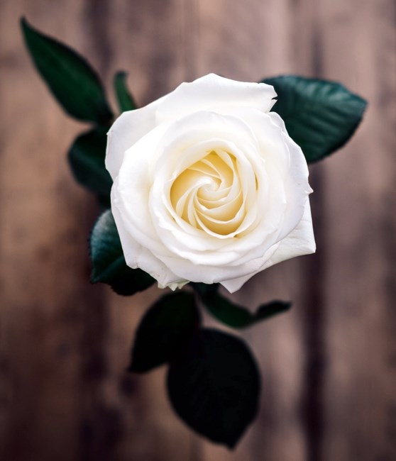 Obituary of Pauline Wilson