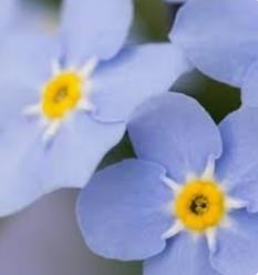 Obituary of Suzanne Marie Frank