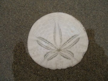 Obituary of Janet Elizabeth Boise