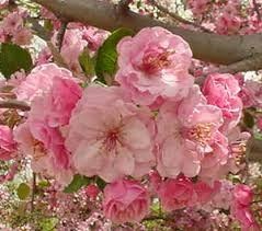 Obituary of Mary Frances Shelby