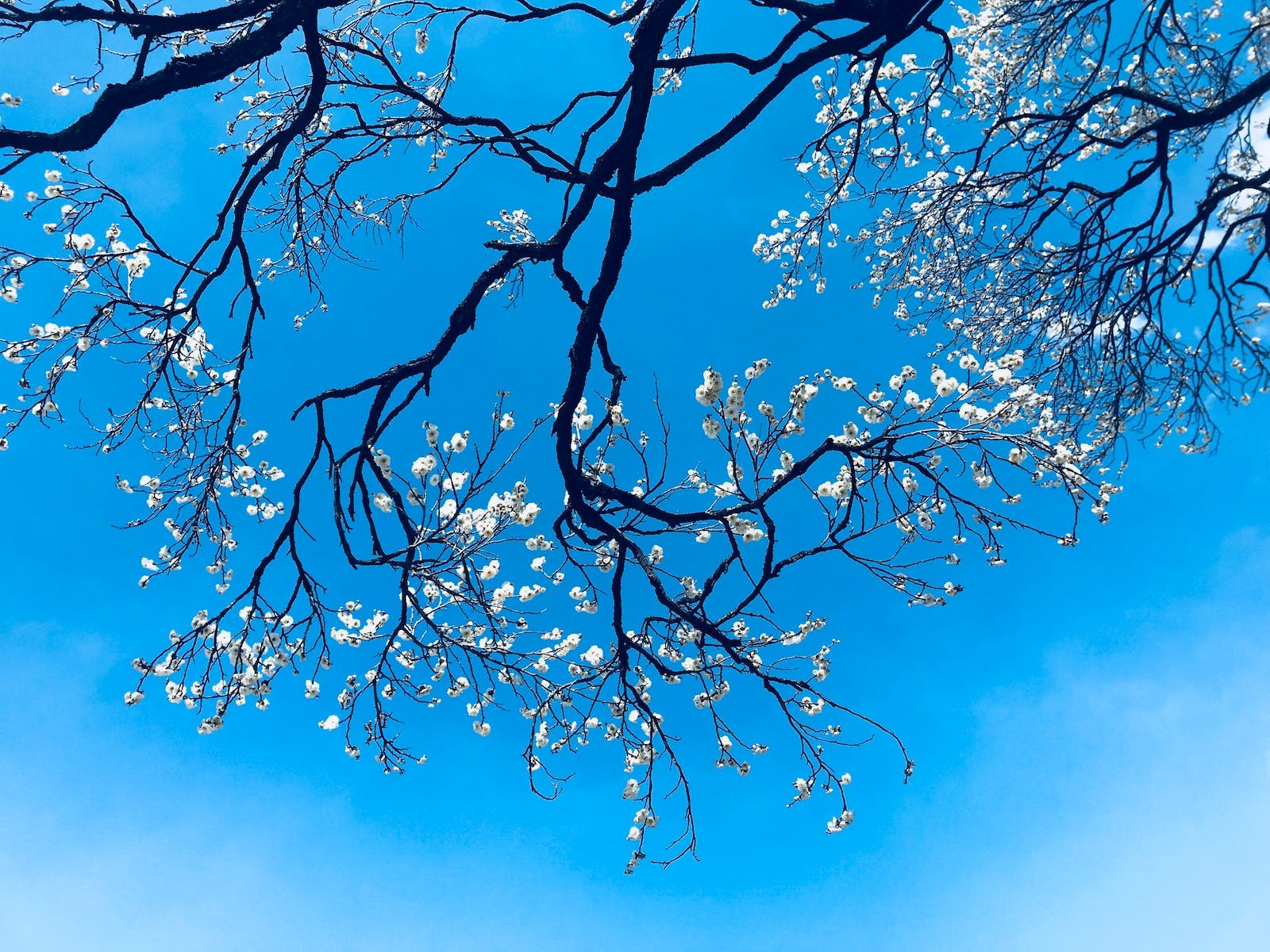 Lupe Murray Obituary - Chula Vista, CA
