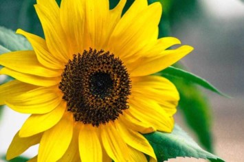 Obituary of Ann Price Whitehead