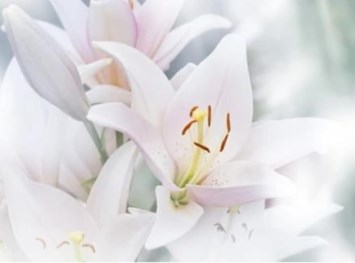 Obituary of Kathryn Kaye Peterson