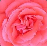 Obituary of Grace Jackson Veasey