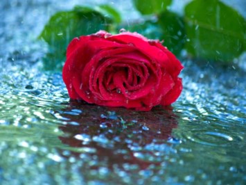 Avis de décès de Maria G. Gallardo Salazar