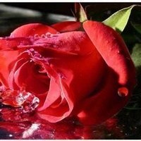 Obituary of Mary Alice Springfield
