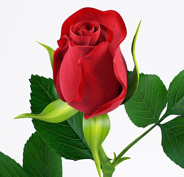 Obituary of Zenaida Martinez de Garcia
