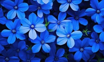 Obituary of Maria Cruz Arevalo Valencia