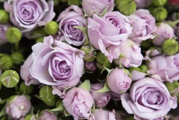 Obituary of Shirley Anne Hanson