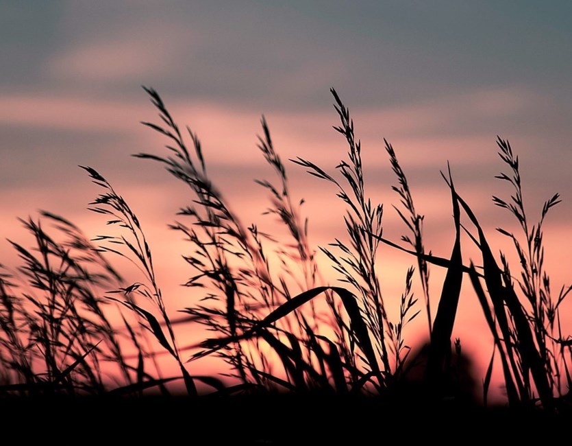 Obituary of Donnella Marie Clark