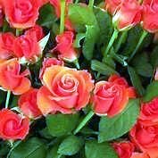 Obituary of Robin Joy Blankinship